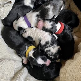 Goldendoodle Puppies from Patriot Puppies