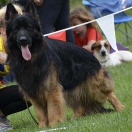 German Shepherds and German Shorthaired Pointers from High Flyers Kennel