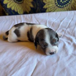 Girl 1 - Dapple female Dachshund puppy in Fallon, Nevada from Butterbean Dachshunds