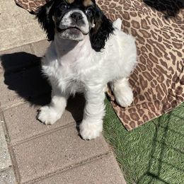 Cocker Spaniel Puppies from Gypsyrose Cockers