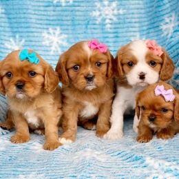 Cavalier King Charles Spaniel and Poodle Puppies from Red Skye Cavaliers