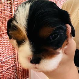 Zu - Tri-color female Cavalier King Charles Spaniel puppy in Tunbridge, Vermont from Solheimar
