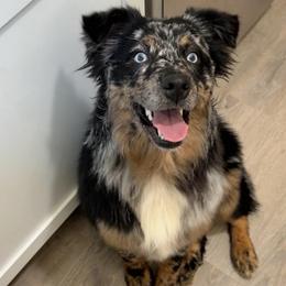 Iris - Blue merle female Australian Shepherd puppy in Nicholasville, Kentucky from Sugar Creek Aussies