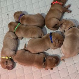 Boy 1 - Yellow male Labrador Retriever puppy in Grand Rivers, Kentucky from Big Water Dreams Retrievers