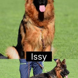 Issy - German Shepherd