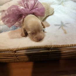 Girl 1 - Cream female Dachshund puppy in Manteca, California from Sweet and Low Dachshunds