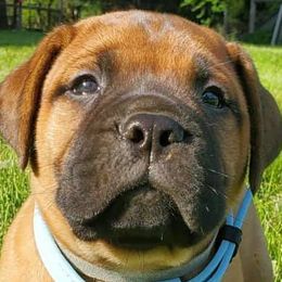 Bullmastiffs from Od Küter’s Bullmastiffs