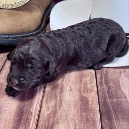 George Strait - Chocolate male Labradoodle puppy in Kingston, Georgia from CC Familydoodles