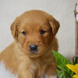 French Bulldog, Golden Retriever, and Labrador Retriever Puppies from Trigger Time Kennels