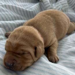 Teddy - Yellow male Labrador Retriever puppy in Alcester, South Dakota from R-Team