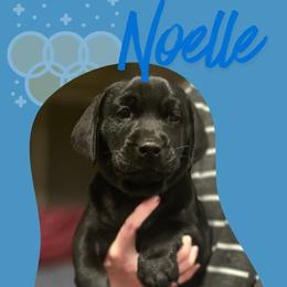 Noelle - Teal Collar - Black female Labrador Retriever puppy in Sumerduck, Virginia from Cedar Mountain Retrievers