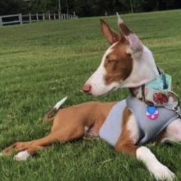 Ibizan Hounds and Manchester Terriers from Ahram Ibizan Hounds and Manchester Terriers