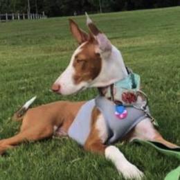 Ibizan Hounds and Manchester Terriers from Ahram Ibizan Hounds and Manchester Terriers