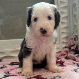COOKIE - Gray and white female Sheepadoodle puppy in Riverside, California from Downtown Doodles & Frenchies