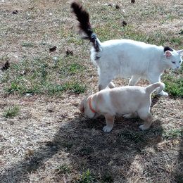 Labrador Retriever Puppies from Taylor Maid Labradors