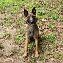 Violet - Belgian Malinois