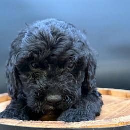 Eric - Black male Goldendoodle puppy in Hayden, Alabama from Agape Southern Farms