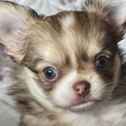 Chihuahua puppies from Chosen Chihuahuas