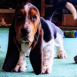 Basset Hounds from Chagrin River Basset Hounds of NE Ohio