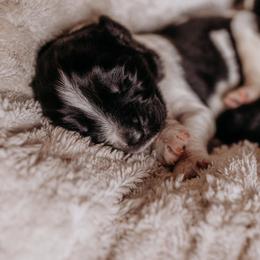 Newfoundland Puppies from Kinson Ridge Giants