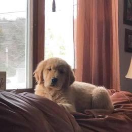 Golden Retriever Puppies from Heartstone Goldens