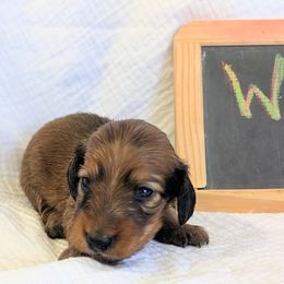 TINSEL - Red female Dachshund puppy in Moscow, Idaho from Bailiwick of Gurnsey