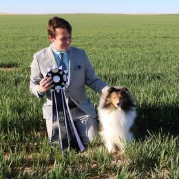 Gabby - Shetland Sheepdog
