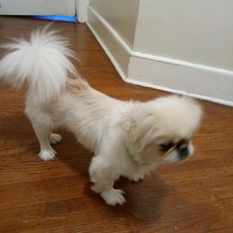 Caine - Pekingese