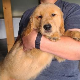 Pink - Golden female Golden Retriever puppy in Taylor Ridge, Illinois from Salata Goldens