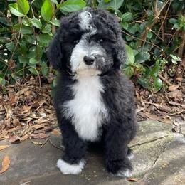 Yellow - Black and white female Sheepadoodle puppy in Archer, Florida from Gainesville Sheepadoodles