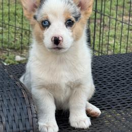 American Corgi and Pembroke Welsh Corgi Puppies from Woodwick Corgis