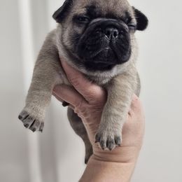 Arya - Fawn female French Bulldog puppy in Overland Park, Kansas from Simply Kind Frenchies