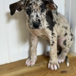 Adele - Harlequin female Great Dane puppy in Hutchinson, Kansas from Dappled Danes
