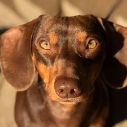 Hercules - Dachshund