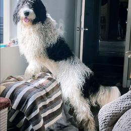 Oddie - Black and white male Saint Berdoodle puppy in Castle Rock, Washington from PNW Saint Berdoodles