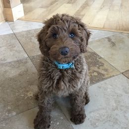 Australian Labradoodle Puppies from Shedless in Seattle Labradoodles