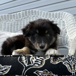 Doug - Black tri-color male Australian Shepherd puppy in Bainbridge, Ohio from CK Aussies