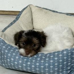 Arista AKC - Chocolate, tan and white female Yorkshire Terrier puppy in Labelle, Florida from Chocolate and Parti Yorkies in Florida