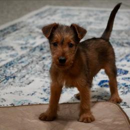 Ollie - Red male Irish Terrier puppy in Splendora, Texas from Cloverdell Irish