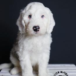 Colin Bridgerton - Blue merle and white male Sheepadoodle puppy in Edmond, Oklahoma from Rock N Roll Doodles
