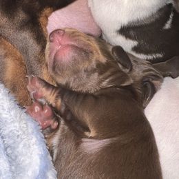 Dachshund Puppies from Willow’s Legacy