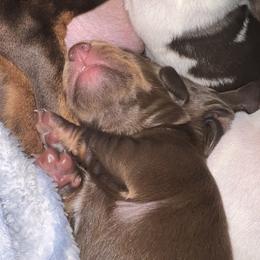 Dachshund Puppies from Willow’s Legacy