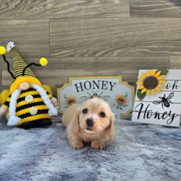 Purdy - Cream female Dachshund puppy in Indianapolis, Indiana from Homegrown Hoosier Dachshunds