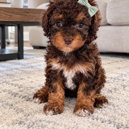 Clemence - Brown female Poodle puppy in Bryn Mawr, Pennsylvania from Main line furry friends