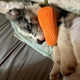 Willow - Blue merle female Border Collie puppy in Cleveland, North Carolina from Morning Glory Farm-border collies/Beyond Brilliant Dog Co.