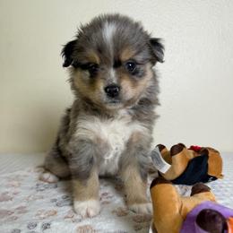 Chester - Blue merle male Miniature American Shepherd puppy in Tonasket, Washington from V5 Aussies