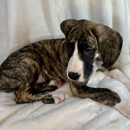 Light Pink - Brindle female Great Dane puppy in Aspers, Pennsylvania from Elja Danes