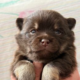 Pancake - Chocolate male Pomsky puppy in Avoca, Michigan from Repurposed Paradise Farm