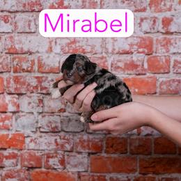 Mirabel - Blue merle female Assorted Doodle Crosses puppy in Calhoun, Georgia from Happy Top Doodles