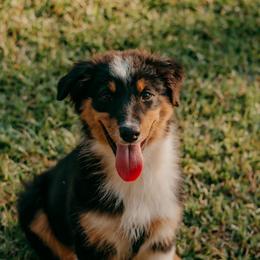 Lexington(Lexi) - Black tri-color female Australian Shepherd puppy in Aberdeen, North Carolina from Huckleberry Hill Aussies LLC.